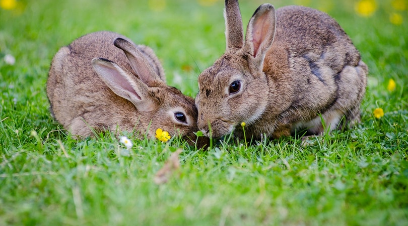 Rabbit Farming in Nigeria