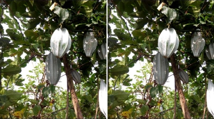 Ugu Farming in Nigeria