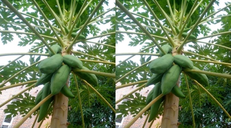 Pawpaw Farming in Nigeria