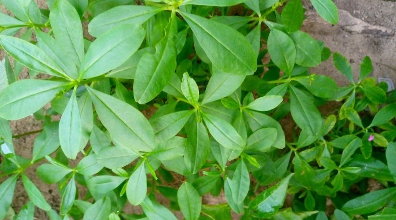 Water leaf Farming in Nigeria