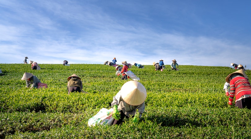 Farming Business in Nigeria